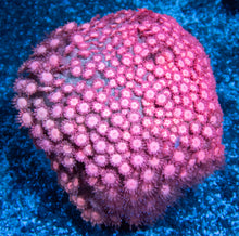 Load image into Gallery viewer, FK Orange/Pink Dream Goniopora Colony XL (Ultra Color)