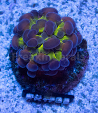 Load image into Gallery viewer, FK Purple Frog Paraancora Euphyllia (Glitter Green Tentacles)