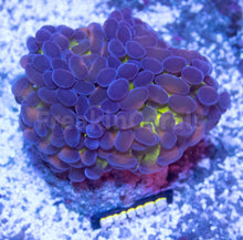 Load image into Gallery viewer, FK Purple Frog Paraancora Euphyllia (Glitter Green Tentacles, 2 Heads)