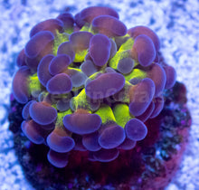 Load image into Gallery viewer, FK Purple Frog Paraancora Euphyllia (Glitter Green Tentacles, 2 Heads)
