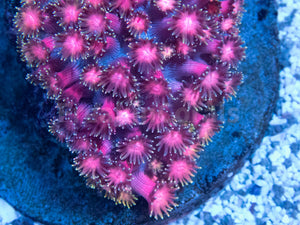 FK Hexagon Rainbow Goniopora (Unique Piece, Collector Coral)