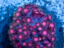 Load image into Gallery viewer, FK Hexagon Rainbow Goniopora (Unique Piece, Collector Coral)