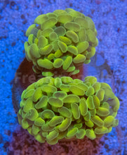 Load image into Gallery viewer, FK Gold Hypnosis Paraancora Euphyllia (New Color Combination)
