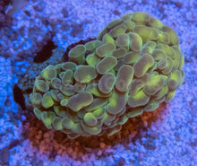 Load image into Gallery viewer, FK Gold &amp; Silver Paraancora Euphyllia (New Color Combination)