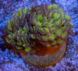 FK Hypnosis Paraancora Euphyllia (Rare Specimen, 2 Heads))