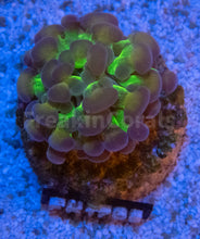 Load image into Gallery viewer, FK Purple Frog Paraancora Euphyllia (Glitter Green Tentacles)
