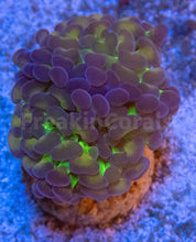 Carregar imagem no visualizador da galeria, FK Purple Frog Paraancora Euphyllia (Glitter Green Tentacles, 2 Heads)