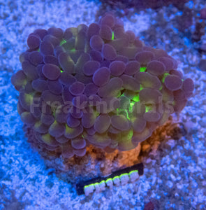 FK Purple Frog Paraancora Euphyllia (Glitter Green Tentacles, 2 Heads)