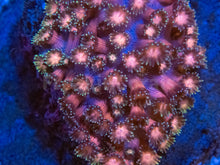 Load image into Gallery viewer, FK Hexagon Rainbow Goniopora (Unique Piece, Collector Coral)