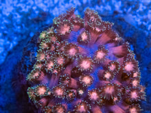 Carregar imagem no visualizador da galeria, FK Hexagon Rainbow Goniopora (Unique Piece, Collector Coral)