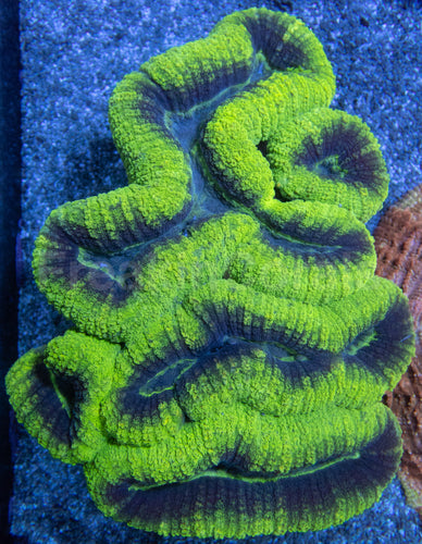 Lobophyllia 