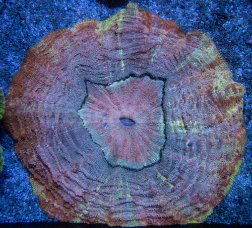 Acantophyllia deshayesiana – Orange and Gold with Grey Lashes