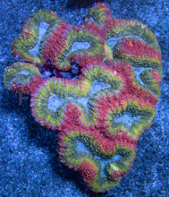 Carregar imagem no visualizador da galeria, Lobophyllia &quot;Rainbow Blue Lake&quot; – XL Size, Australia Lobophyllia sp.lps