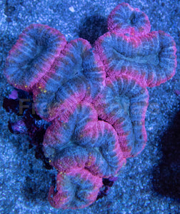 Pink and Blue Lobophyllia Colony – L Size, Australia
