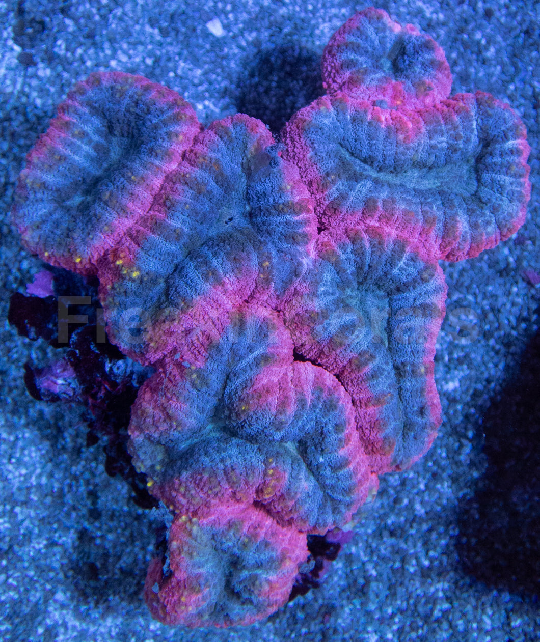 Pink and Blue Lobophyllia Colony – L Size, Australia