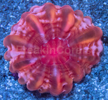 Load image into Gallery viewer, Cynarina &quot;Glass Red Shimmer&quot; – Size S/M