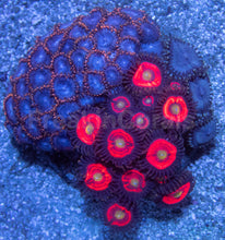 Load image into Gallery viewer, Zoanthus Colony with Three Rare Specimens