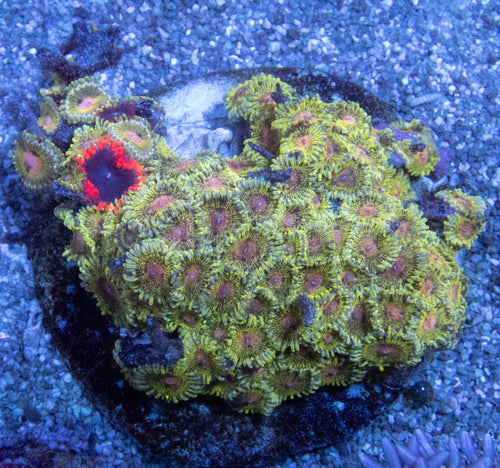 Speckled Gold Zoanthus Colony – Size L