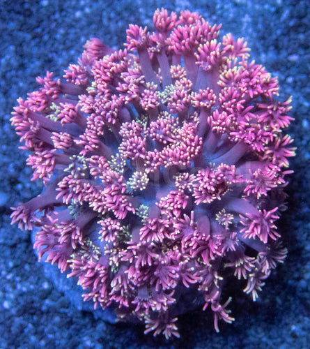 Pink and Yellow Mix Goniopora Colony – Medium Size, Indonesia Goniopora spp.