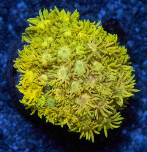 Goniopora Ultra Yellow Mini Colony – Size S, Indonesia