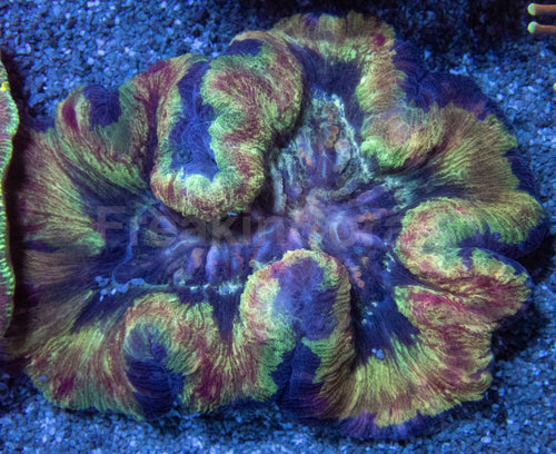 Wellsophyllia – Orange, Brown, and Green – Indonesia