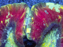 Carregar imagem no visualizador da galeria, Wellsophyllia Rainbow Ultra – Indonesia