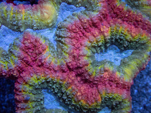 Lobophyllia "Rainbow Blue Lake" – XL Size, Australia Lobophyllia sp.lps