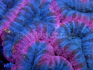 Pink and Blue Lobophyllia Colony – L Size, Australia
