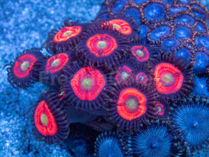 Zoanthus Colony with Three Rare Specimens