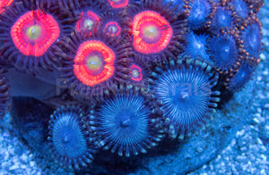Zoanthus Colony with Three Rare Specimens