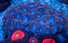 Load image into Gallery viewer, Zoanthus Colony with Three Rare Specimens