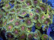 Carregar imagem no visualizador da galeria, Speckled Gold Zoanthus Colony – Size L