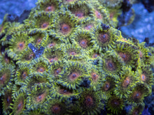 Carregar imagem no visualizador da galeria, Speckled Gold Zoanthus Colony – Size L