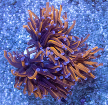 Load image into Gallery viewer, Euphyllia Hellfire Torch