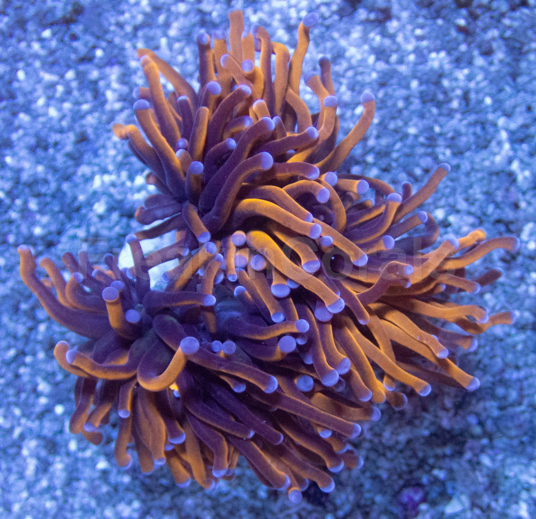 Euphyllia Hellfire Torch