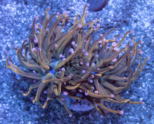 Pink Tip USA Holy Grail Torch Euphyllia