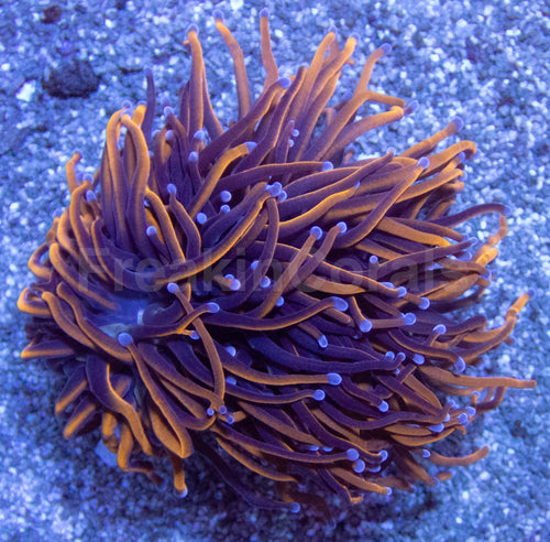 Euphyllia Hellfire Torch