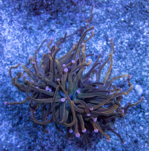 Pink Tip USA Holy Grail Torch Euphyllia