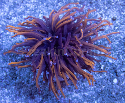 Euphyllia Hellfire Torch