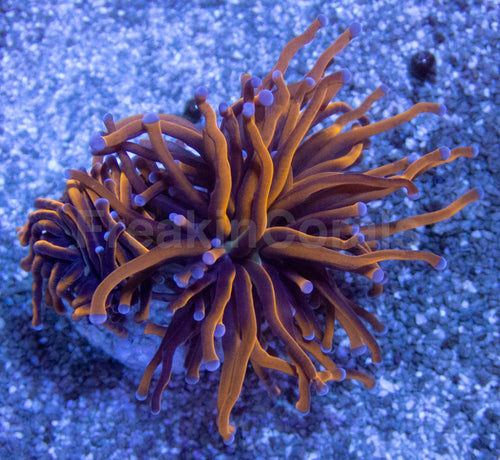 Euphyllia Hellfire Torch