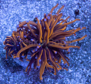 Euphyllia Hellfire Torch