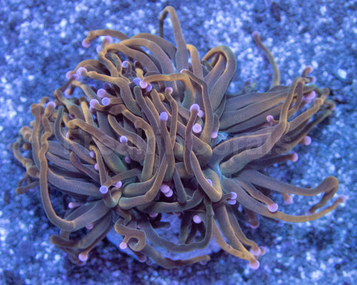 Pink Tip USA Holy Grail Torch Euphyllia Euphyllia glabrescens