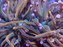 Carregar imagem no visualizador da galeria, Pink Tip USA Holy Grail Torch Euphyllia