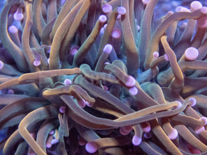 Pink Tip USA Holy Grail Torch Euphyllia