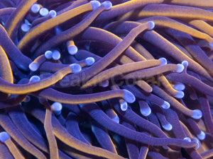 Euphyllia Hellfire Torch