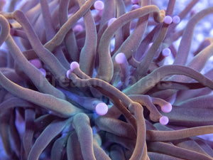 Pink Tip USA Holy Grail Torch Euphyllia