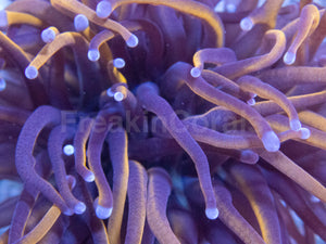 Euphyllia Hellfire Torch