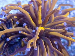 Euphyllia Hellfire Torch