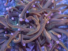 Carregar imagem no visualizador da galeria, Pink Tip USA Holy Grail Torch Euphyllia Euphyllia glabrescens