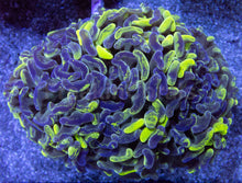 Load image into Gallery viewer, Blotchy Ancora Euphyllia – Australia Ultra Fluor